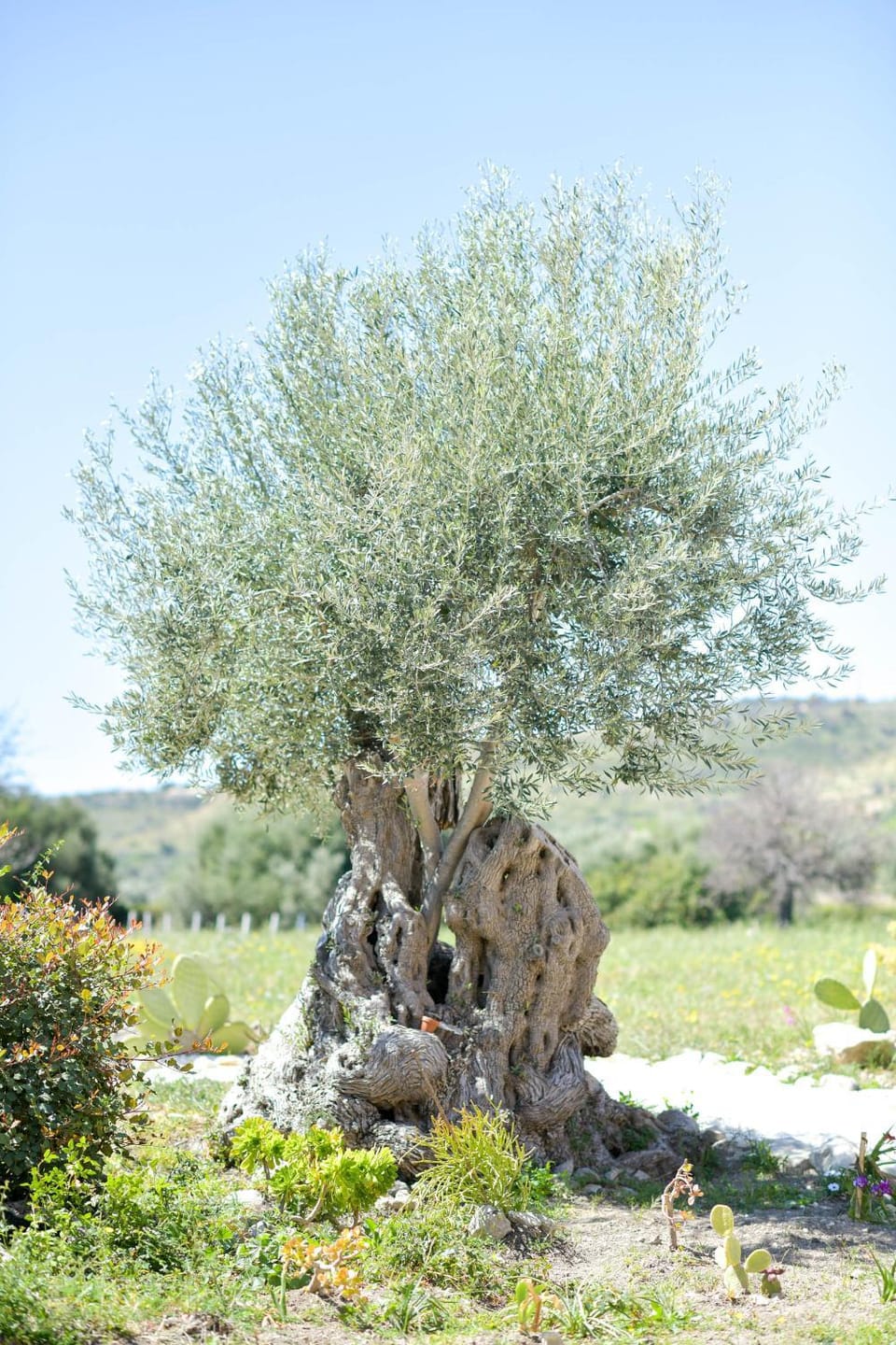 Natural landscape, Garden, Garden