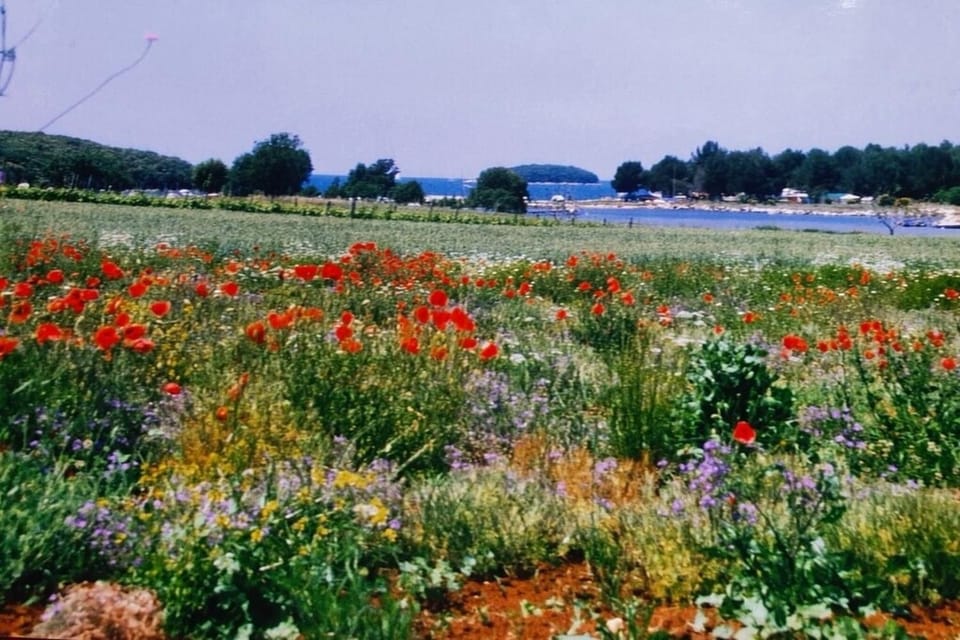 Olivia Valkanela App 3 Apartment in Istria County