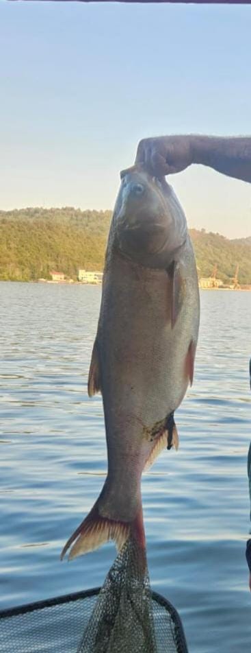 Apartament Laura Apartment in Serbia