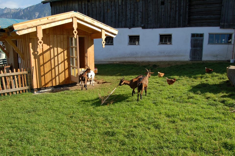 People, Garden, Animals, children