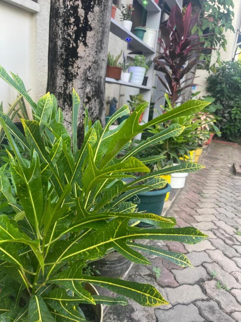 Garden view