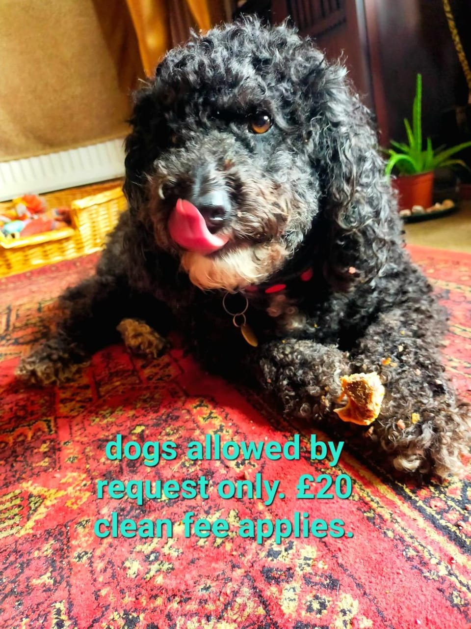 The Paddock Wildcamp Luxury tent in England