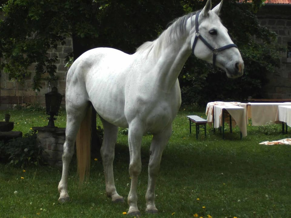 Garden, Animals