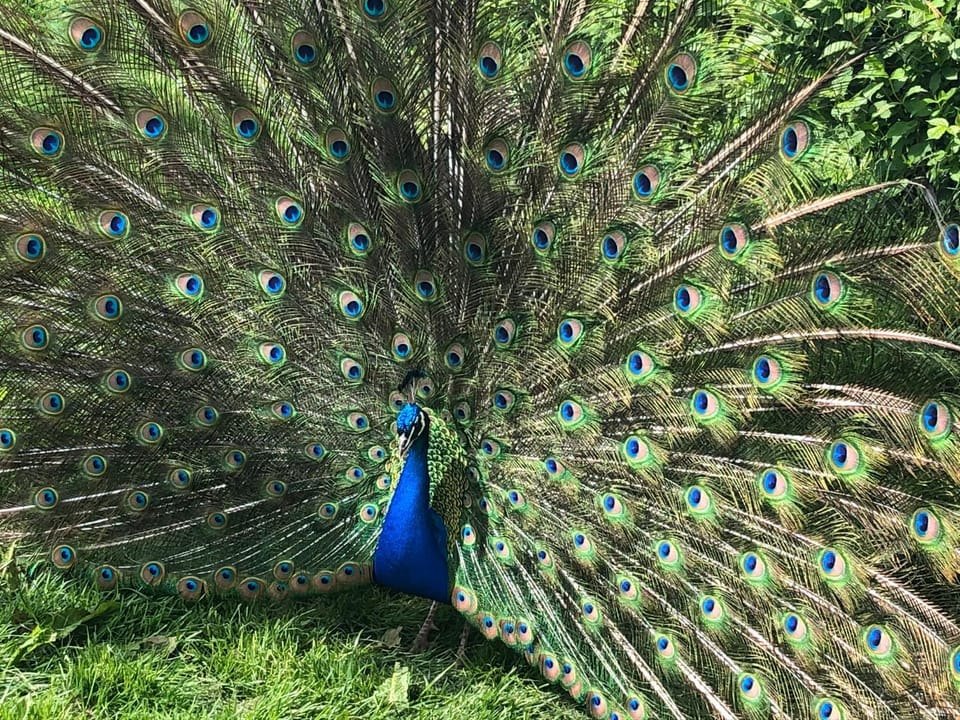 Pressoir du bois gribout Villa in Normandy