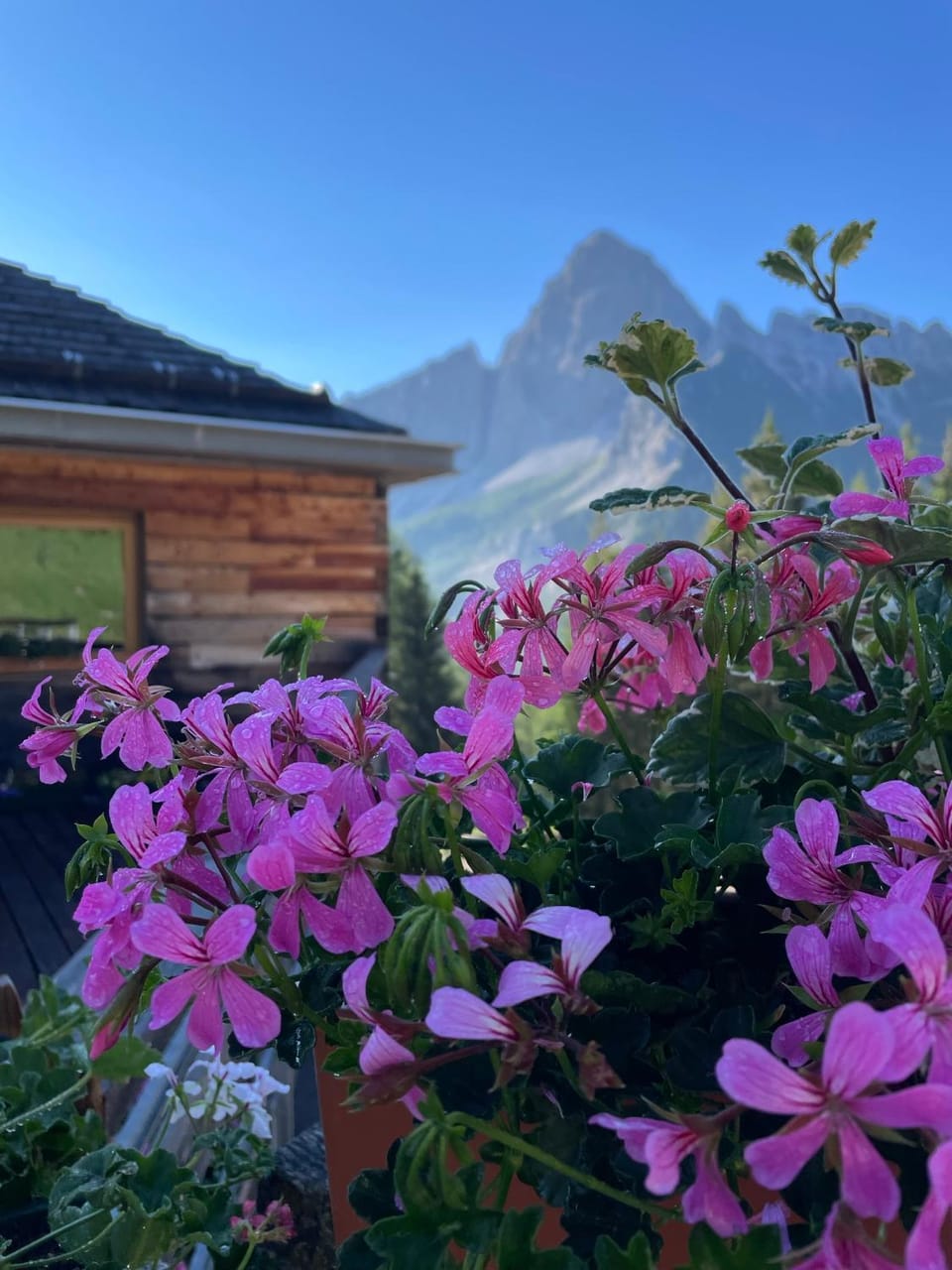 Baita Deona Inn in Trentino-South Tyrol