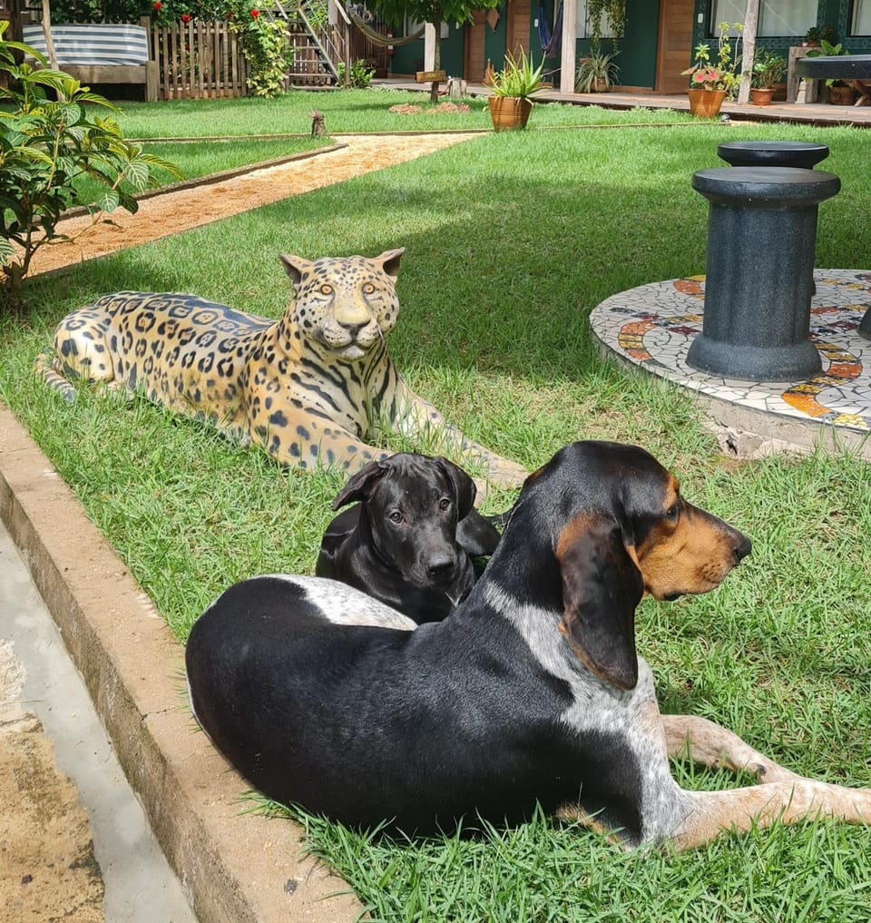 Pets, pet friendly
