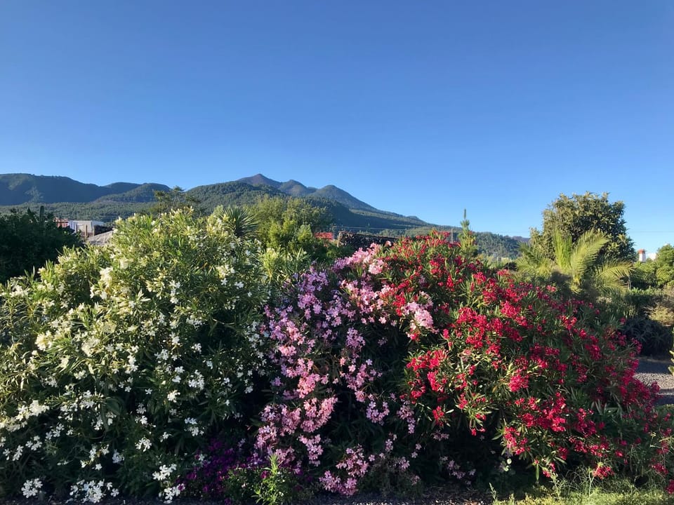 Garden, Garden view, Mountain view