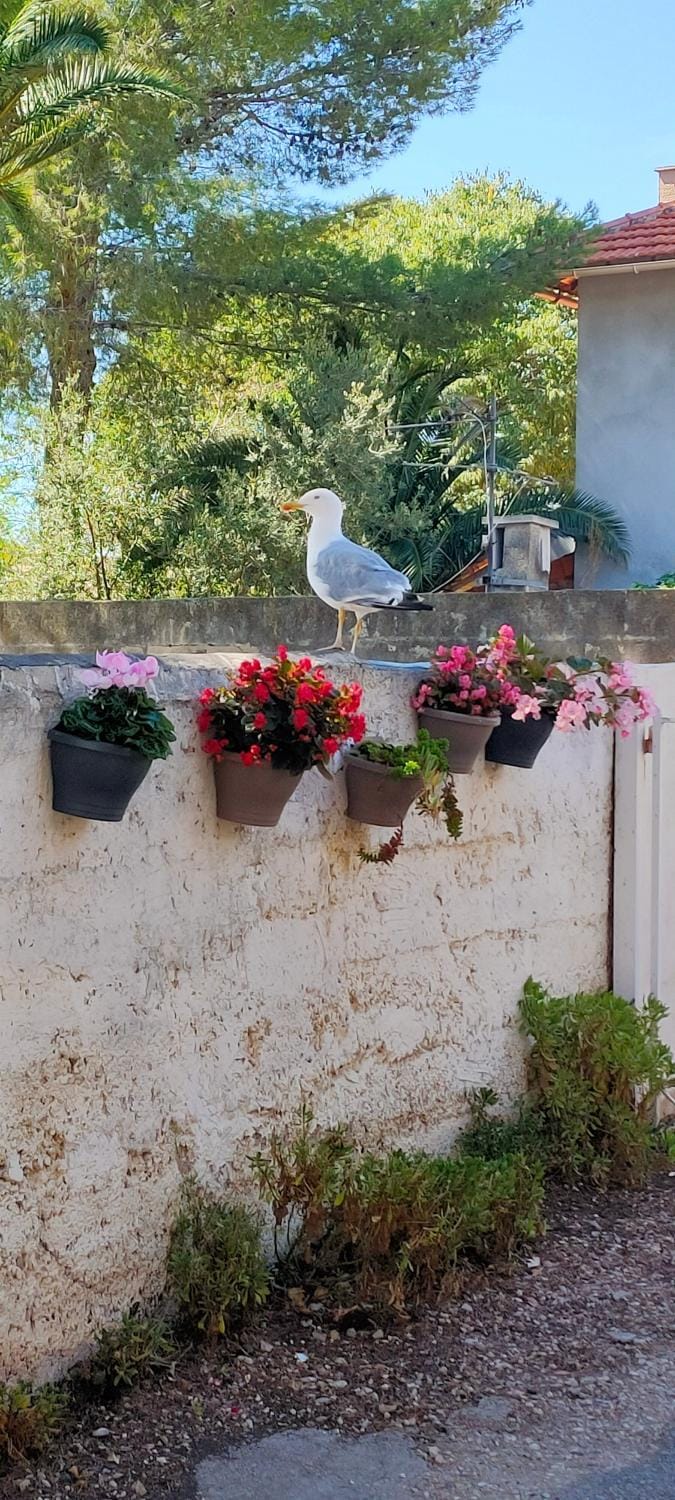 Day, Garden view