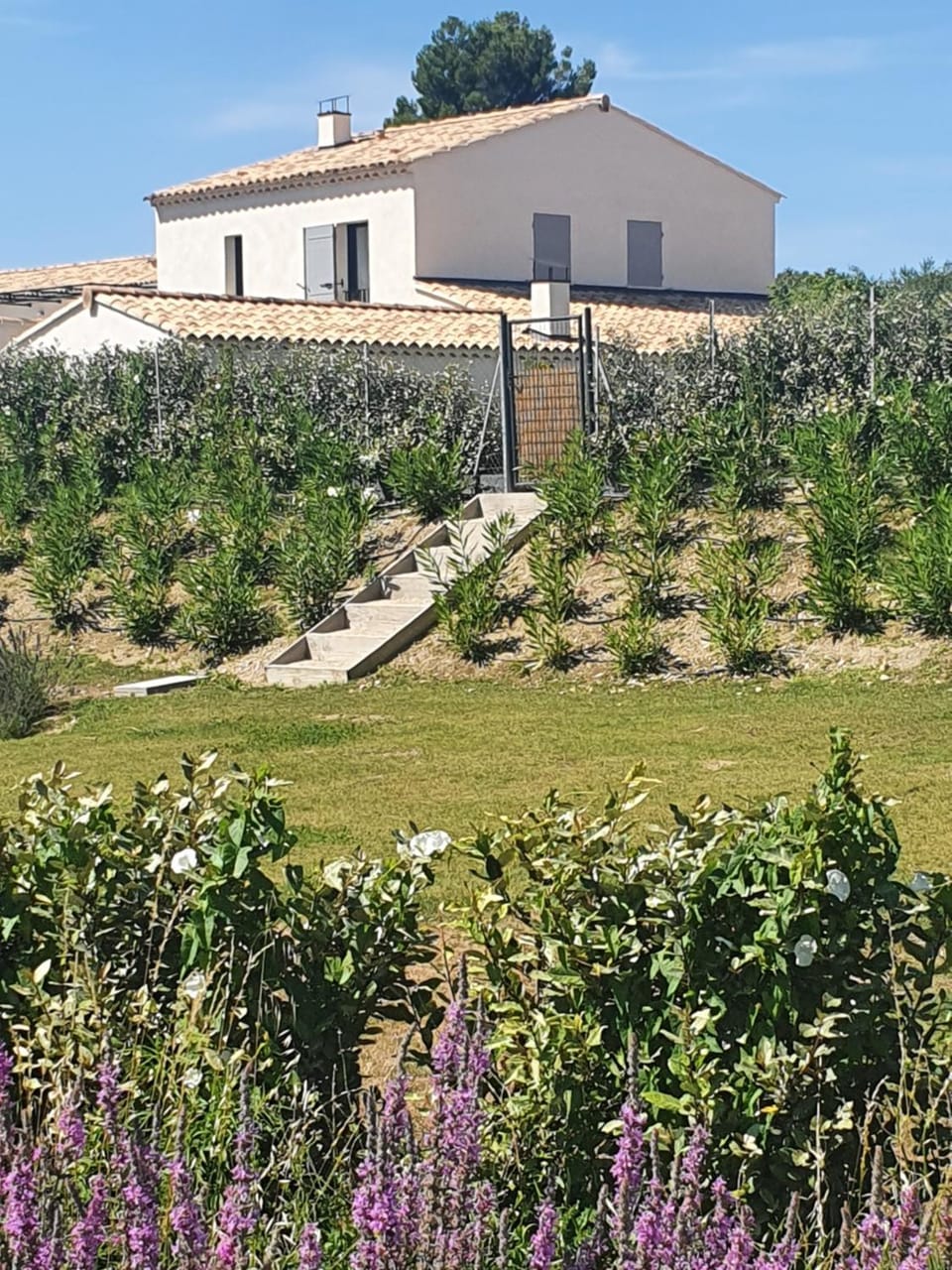 Garden view