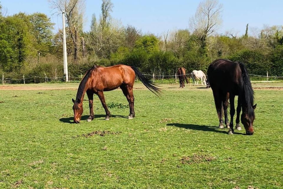 Horse-riding, Animals
