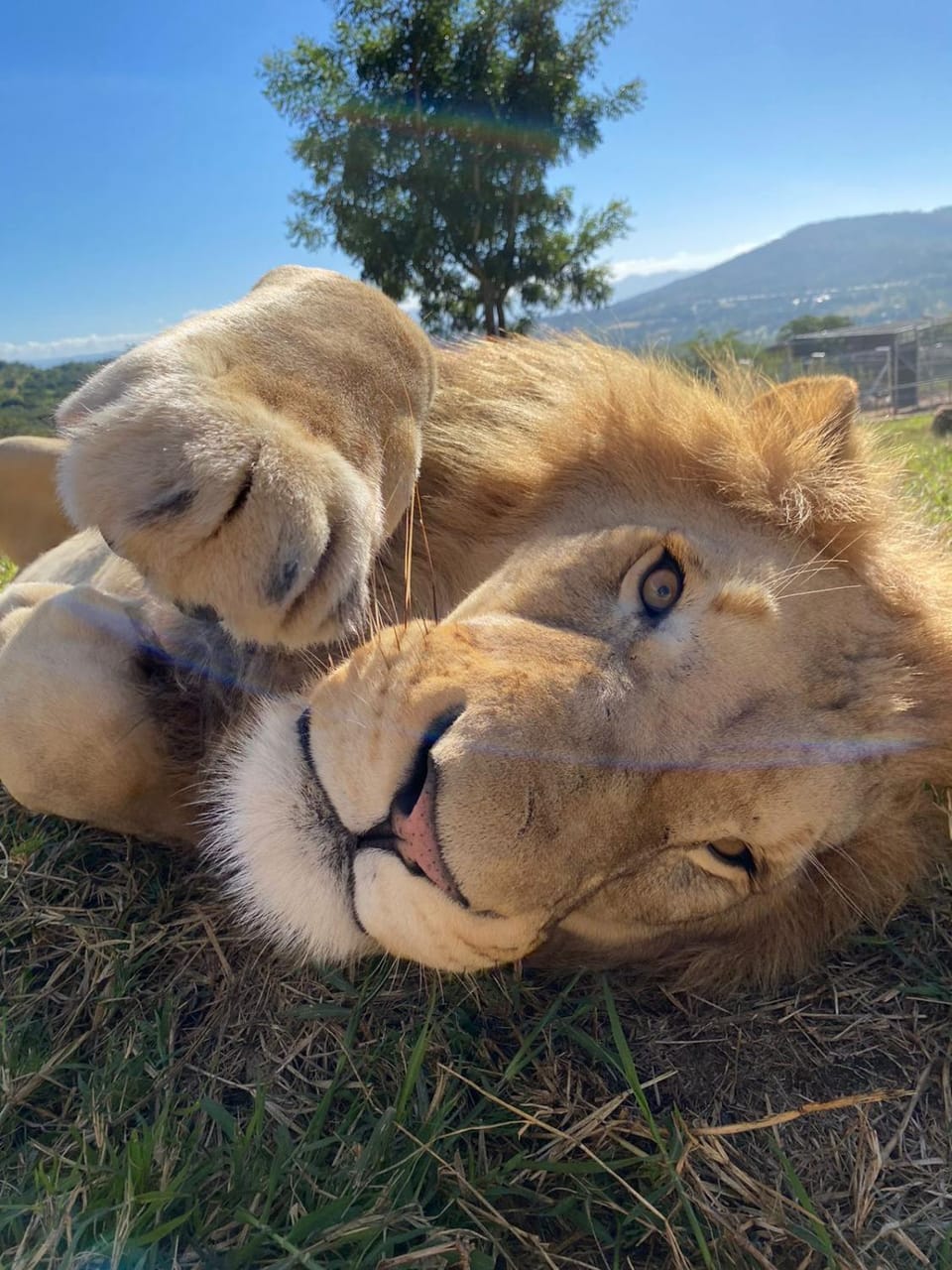 Animals
