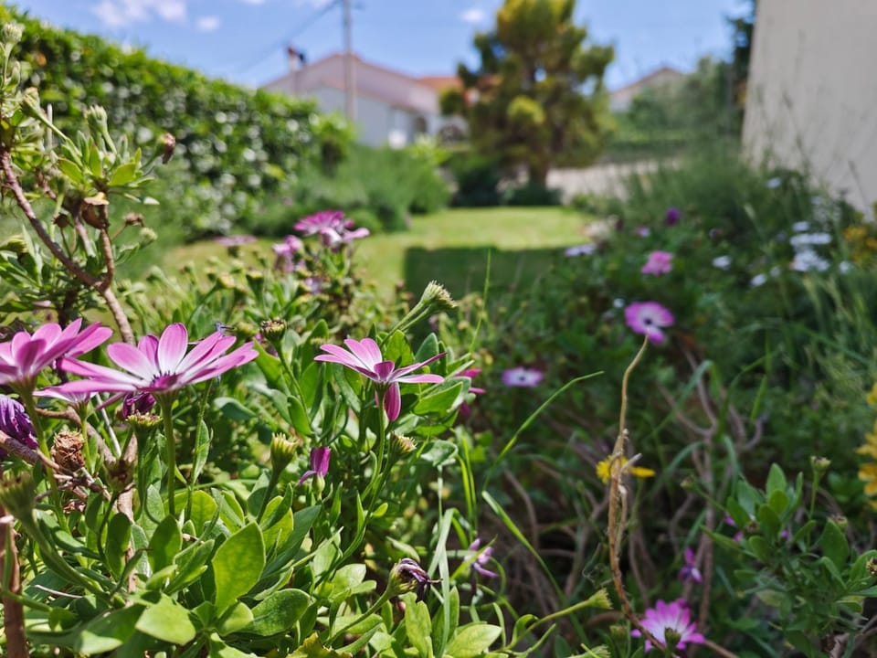 Natural landscape, Garden, Garden view