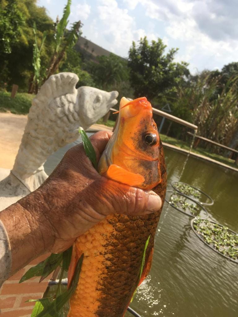 Estalagem Sitio Colibri House in State of São Paulo