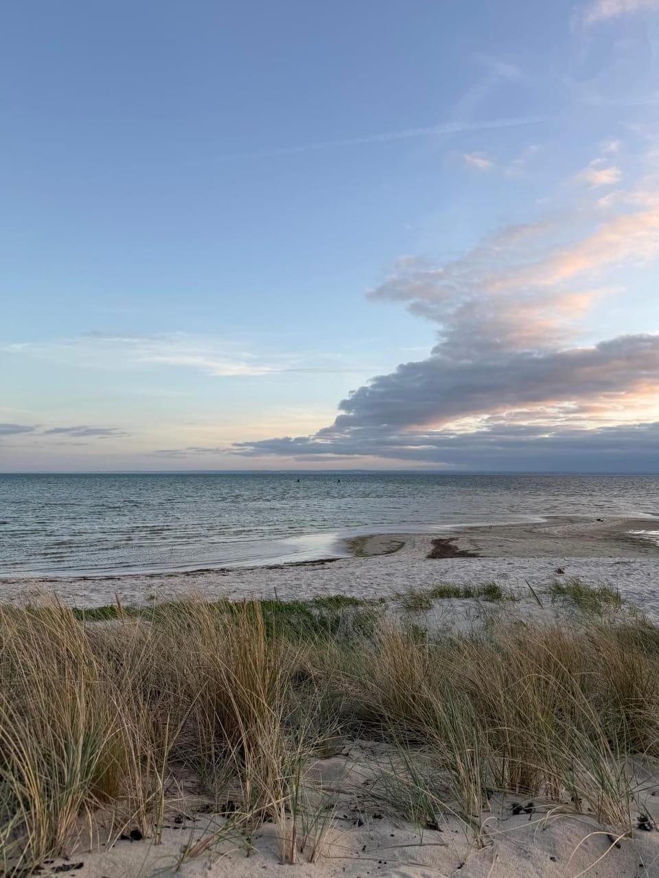 Natural landscape, Beach, Animals, Animals, Animals, Pets, Sea view, pet friendly