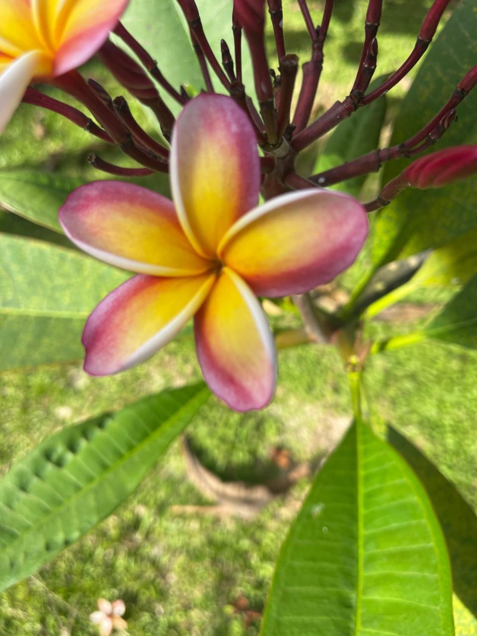Day, Garden, Garden, Garden view