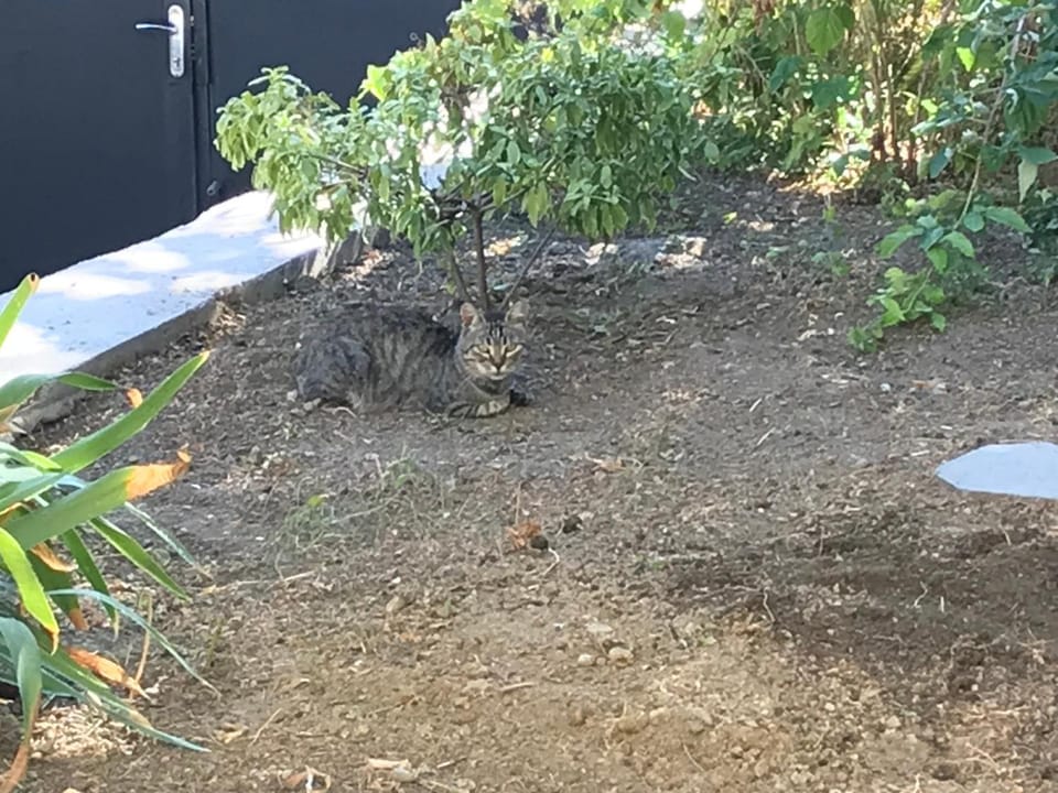 Garden, Animals
