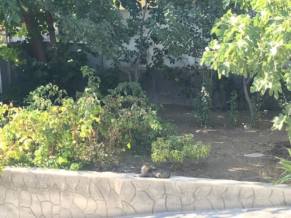Garden, Garden view