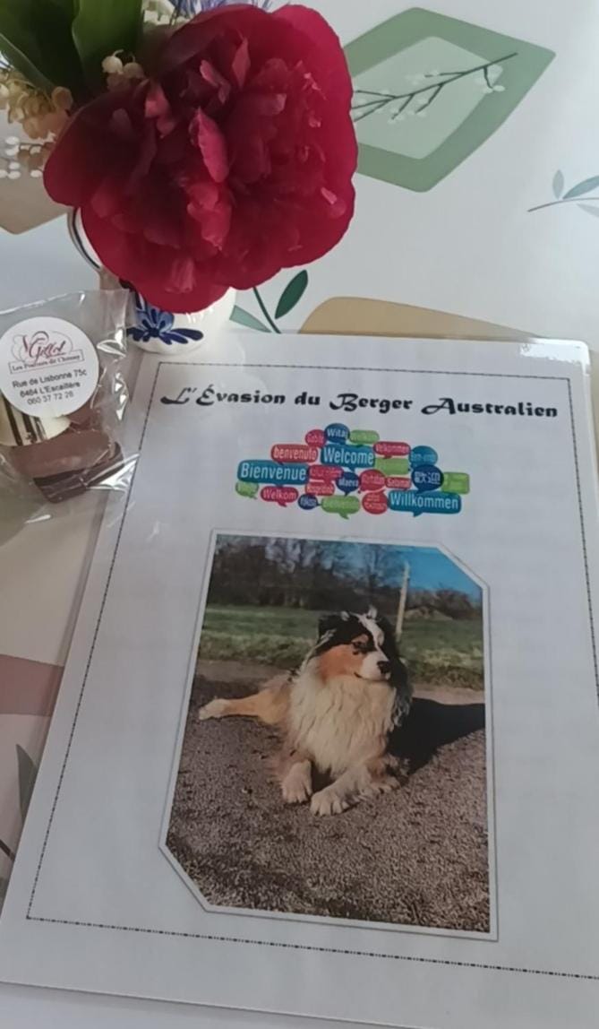 L'évasion du berger australien Apartment in Wallonia, Belgium