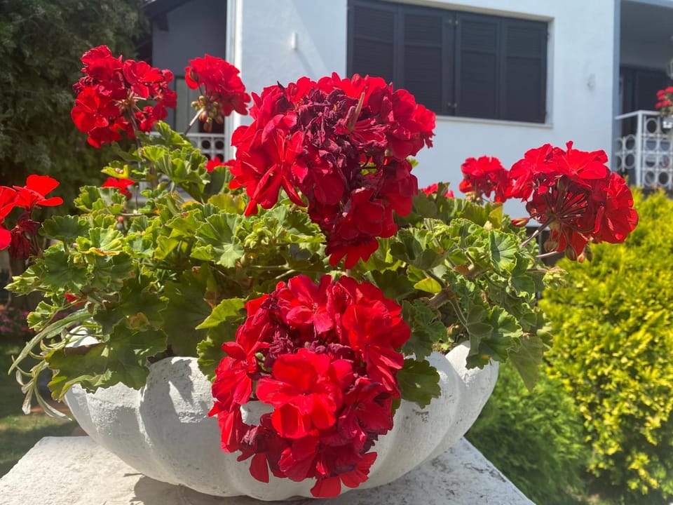 Apartman Mia Apartment in Vojvodina