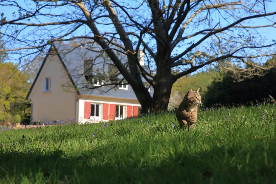 Property building, Garden, Garden, Animals