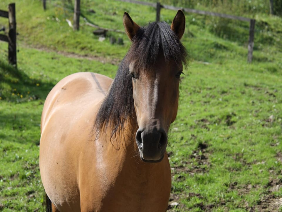 Horse-riding, Animals