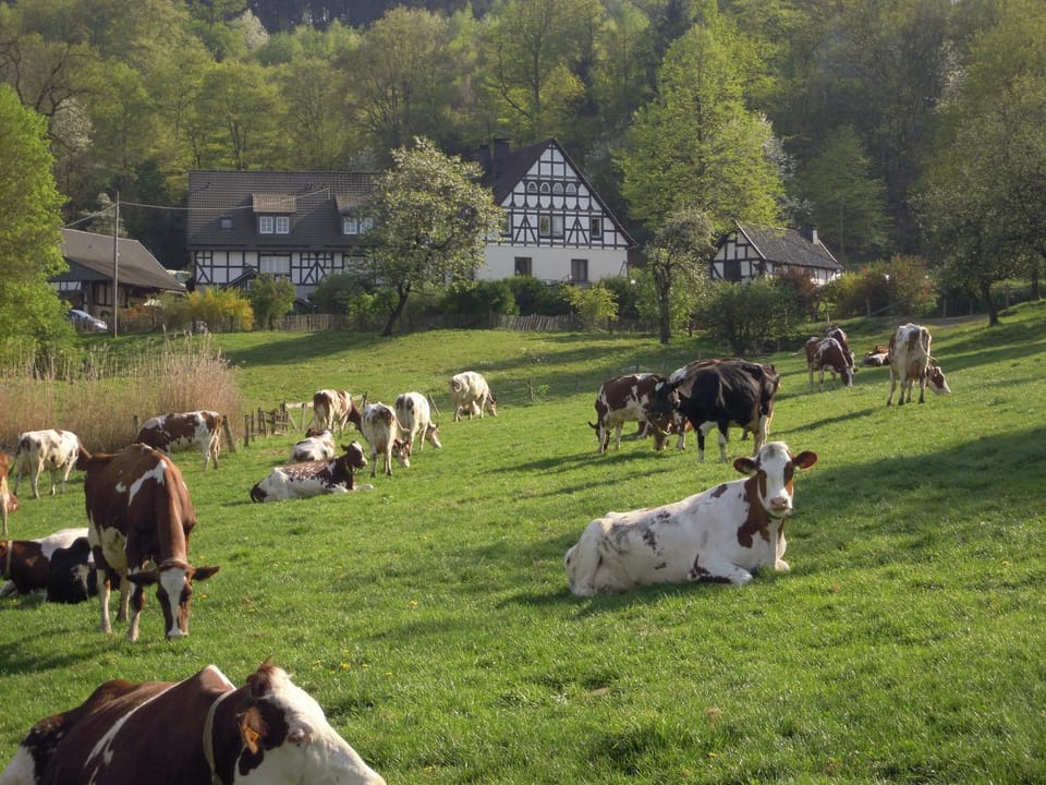 Property building, Animals