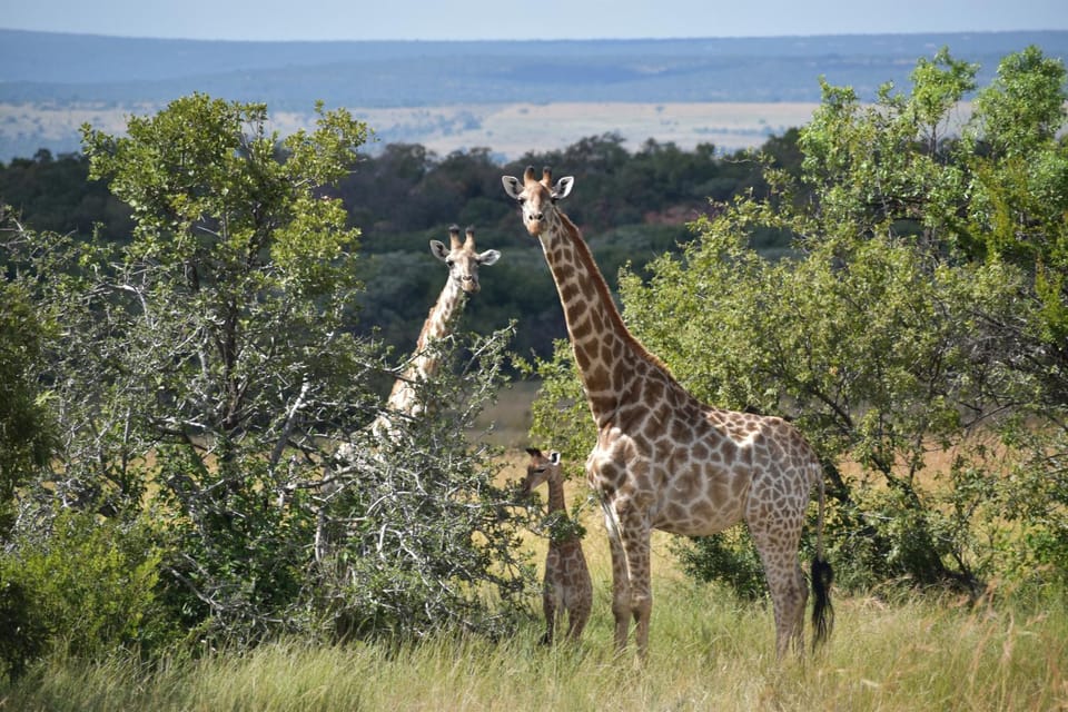 Animals