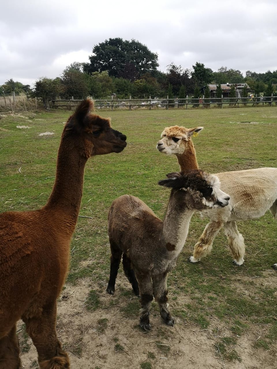 Animals, Pets