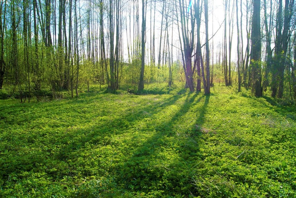 Natural landscape, Garden, Hiking