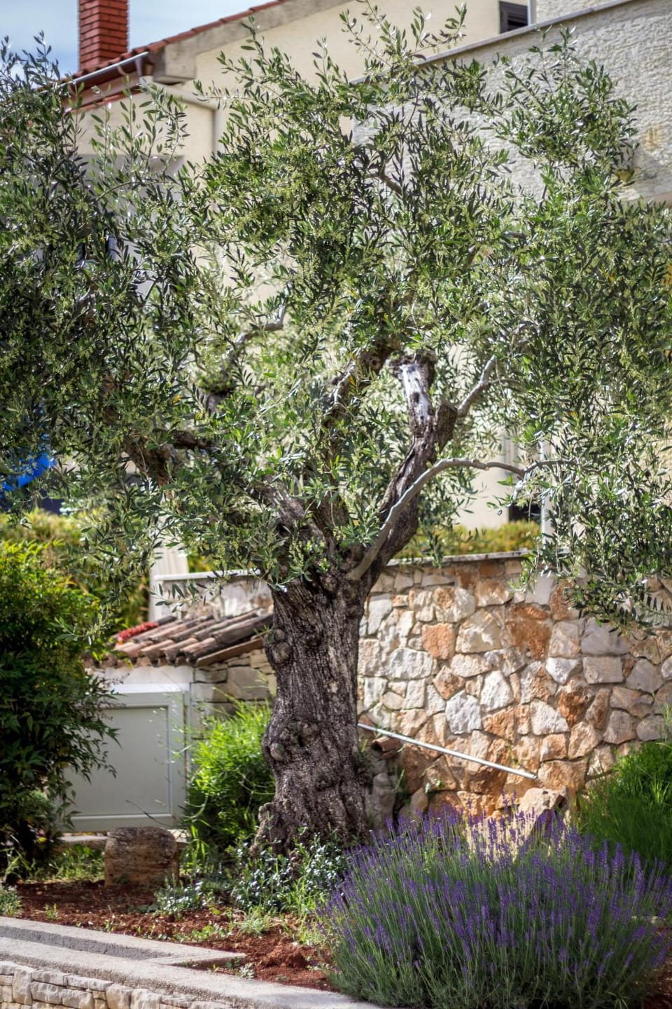 Natural landscape, Garden