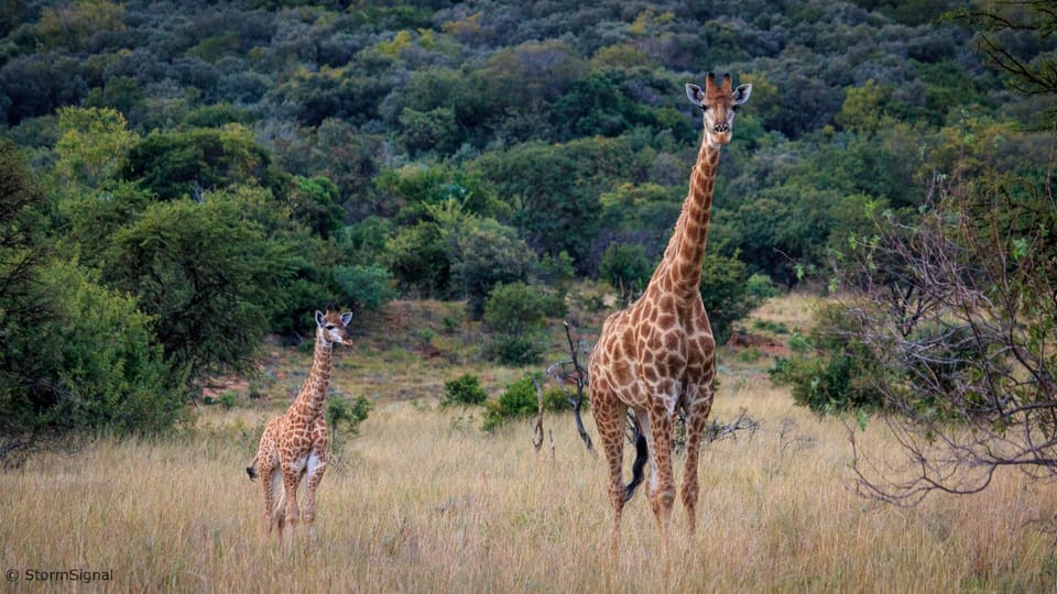 Animals