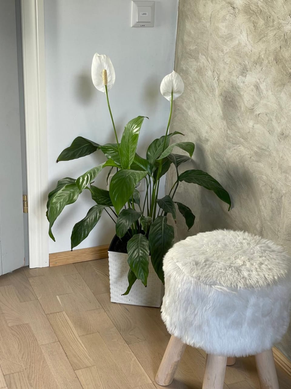 Living room, Decorative detail, Seating area