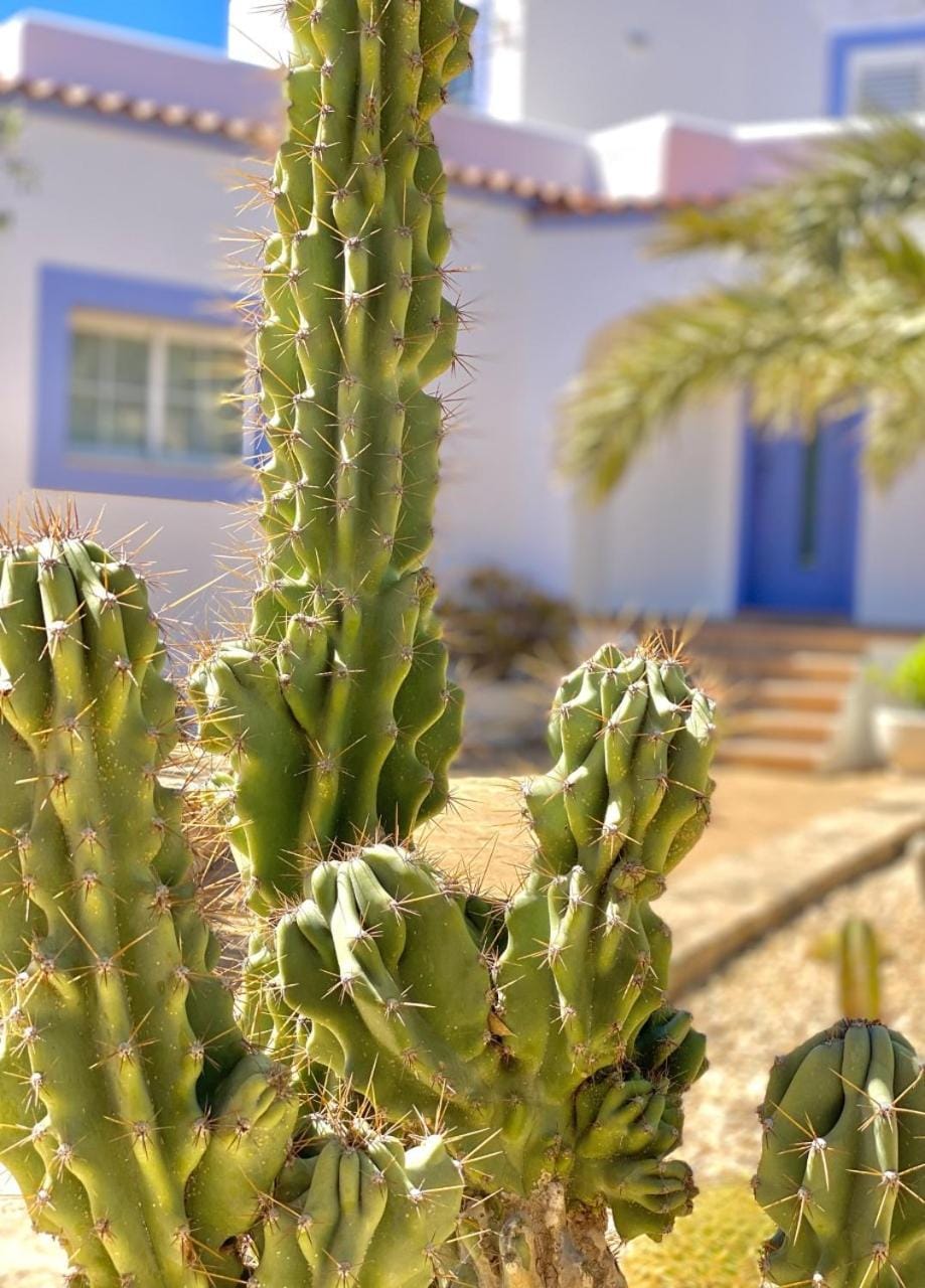Villa PALMERA Villa in Ibiza