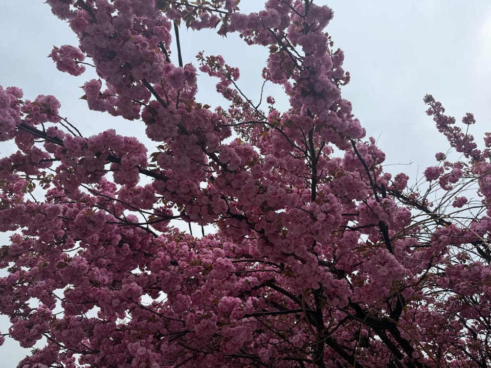 Spring, Day, Garden, Garden view