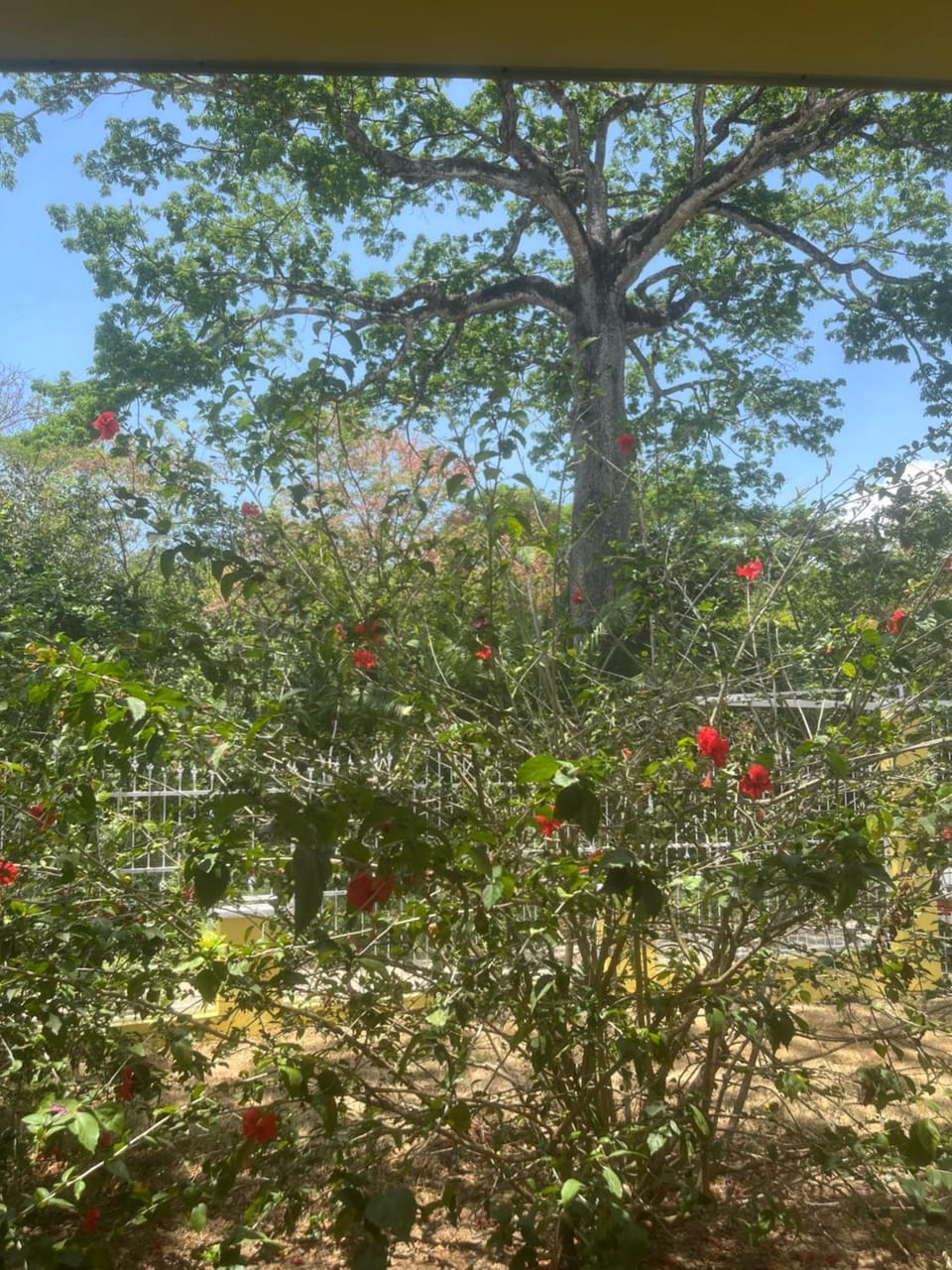 Garden view