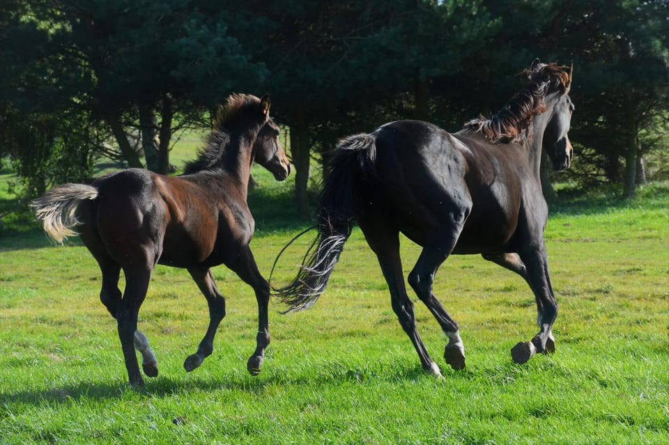 Horse-riding