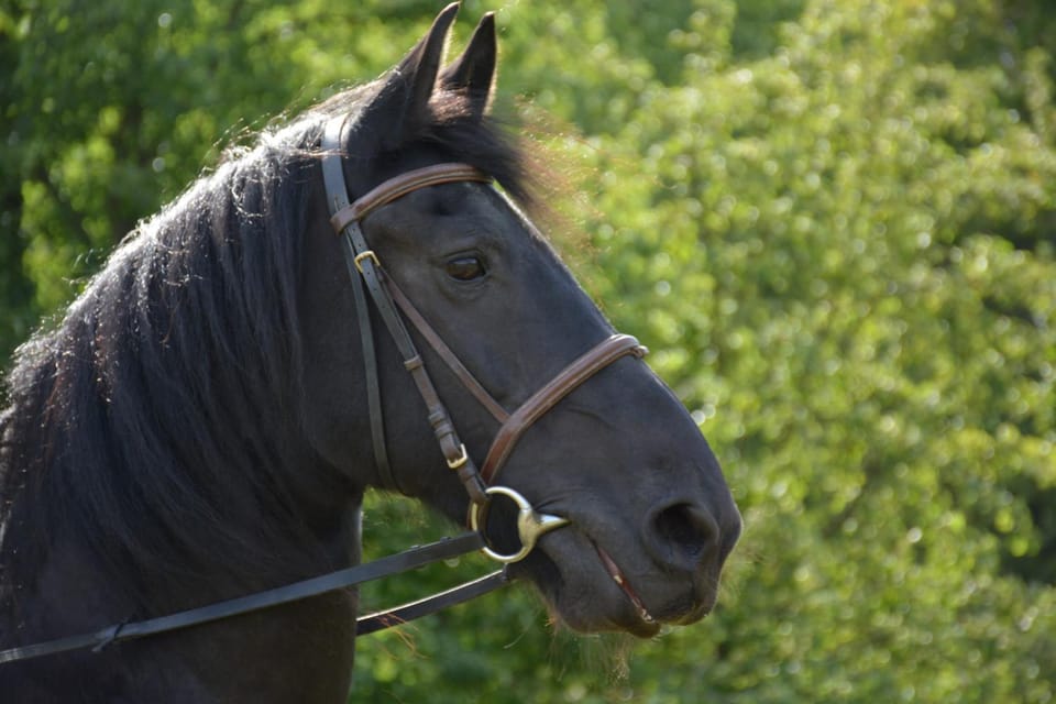 Horse-riding