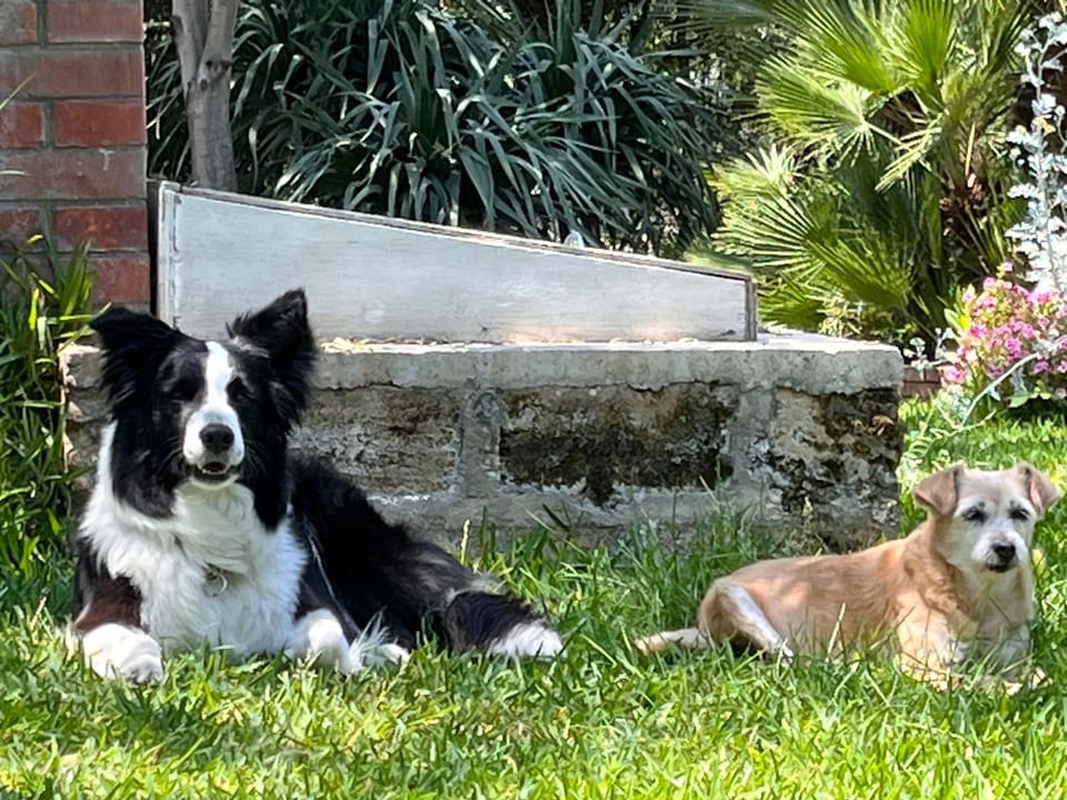 Pets