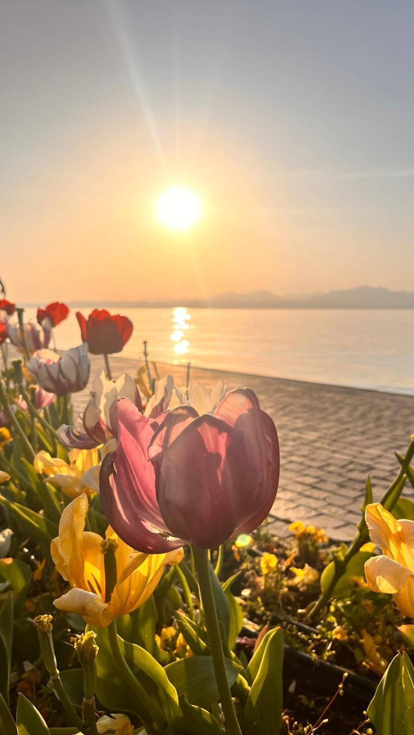 Il Girasole Apartment in Lake Garda