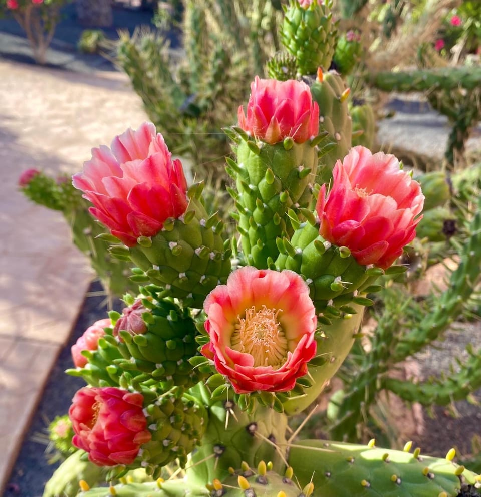 Garden view