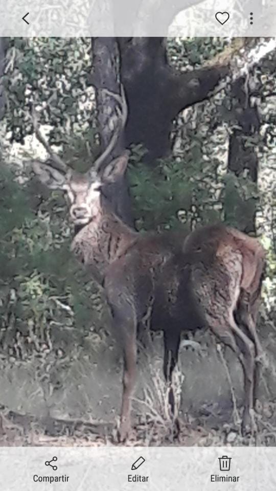 Animals