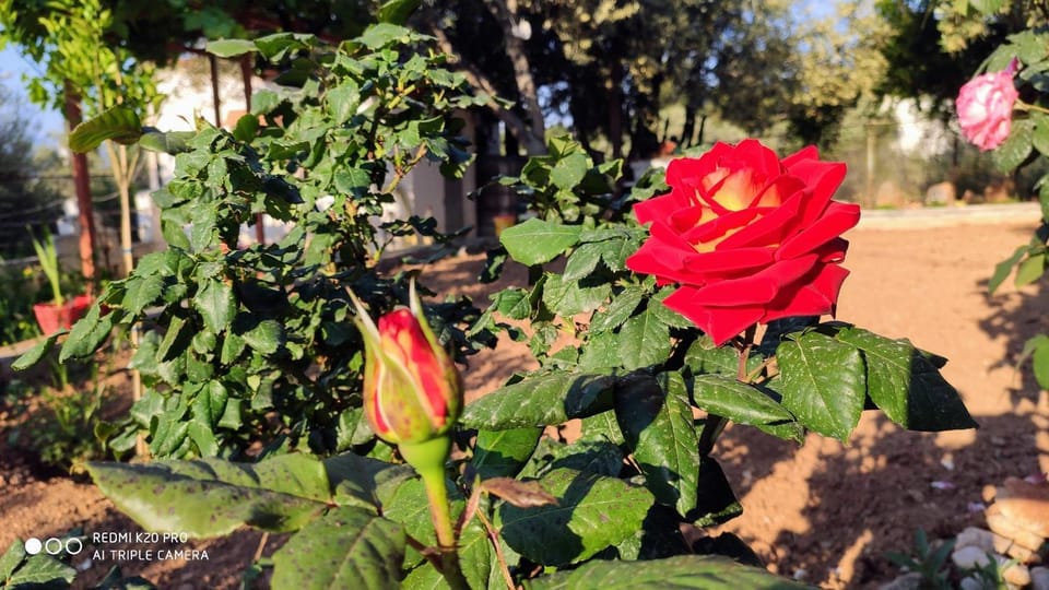 Garden, Garden, Garden view