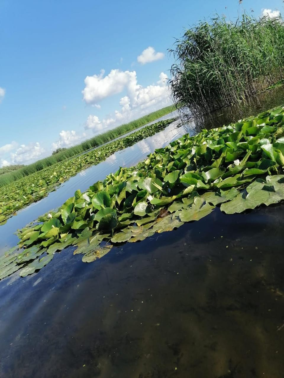 Pensiunea La Felinare Mahmudia Bed and Breakfast in Romania