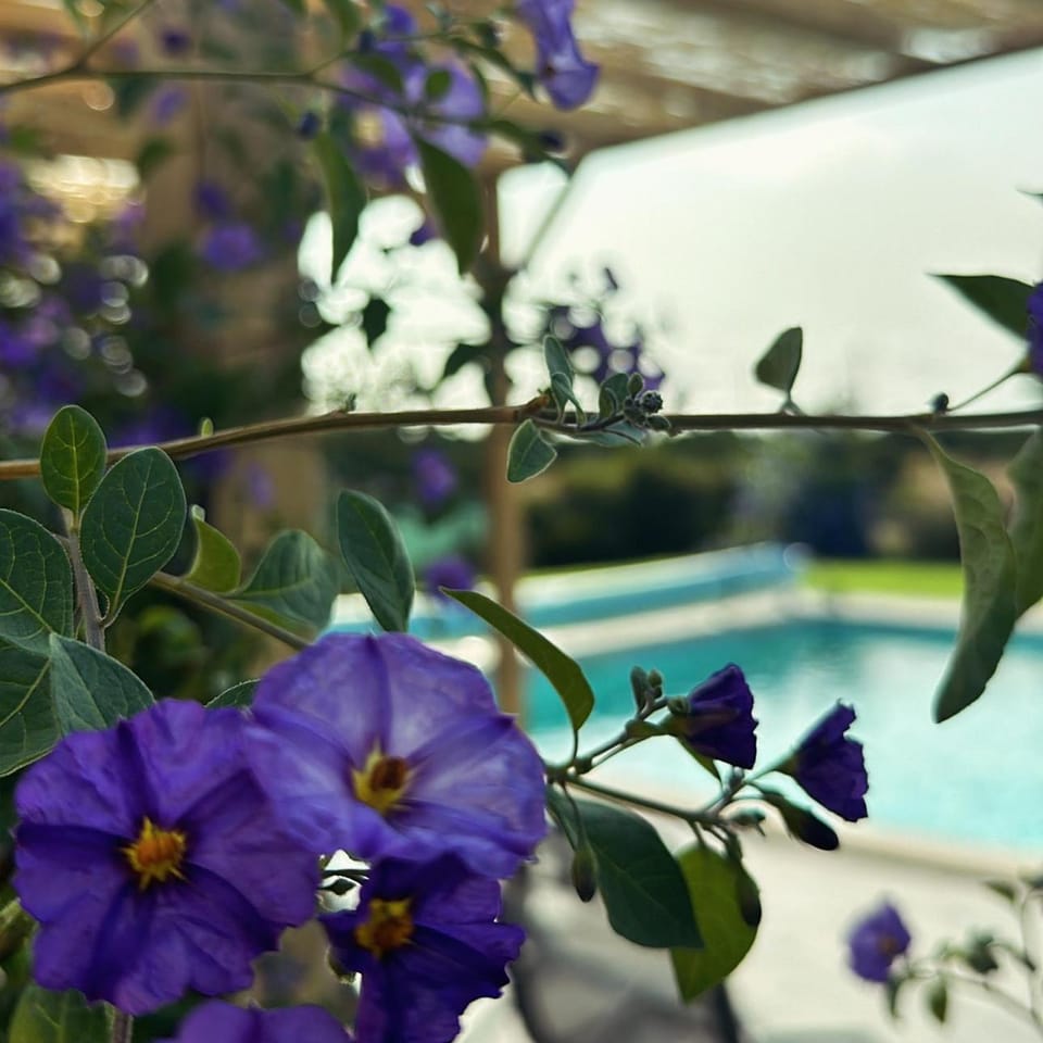 Quinta do Pica-Pau Amarelo House in Setubal District