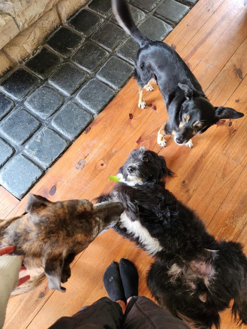 Pets