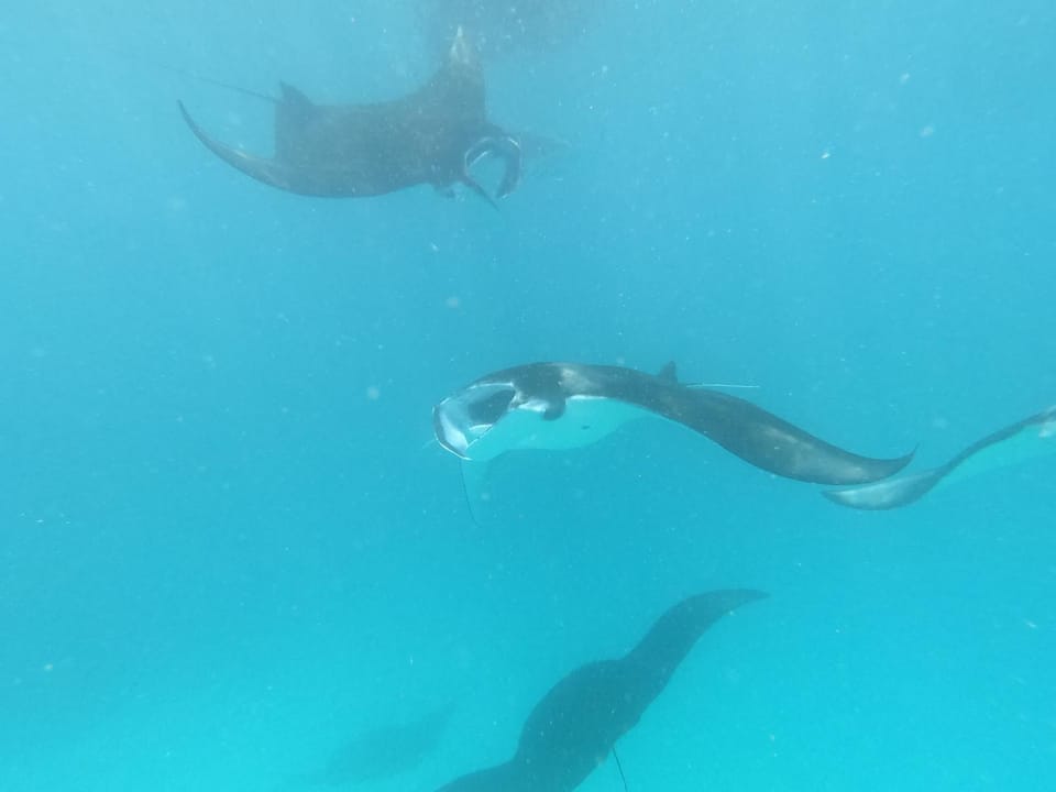 Diving