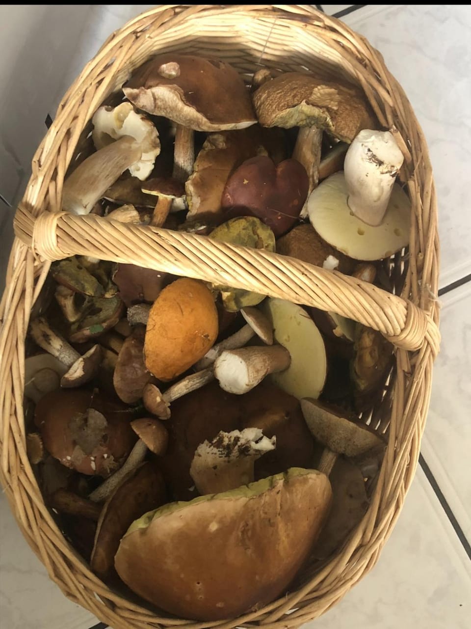 Holenderka Olek Apartment in Pomeranian Voivodeship