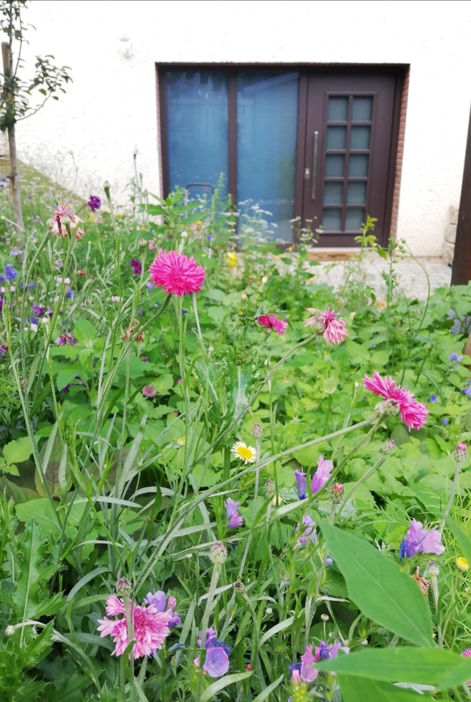 Property building, Garden