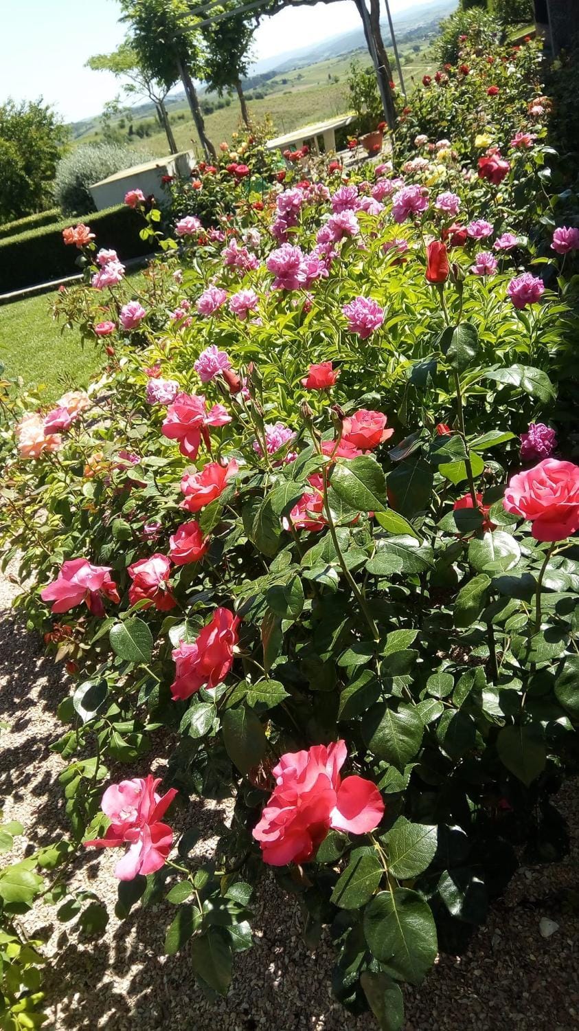 Garden, Garden view