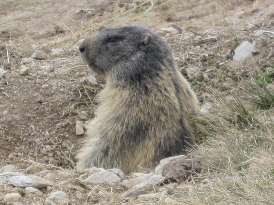 Nearby landmark, Animals